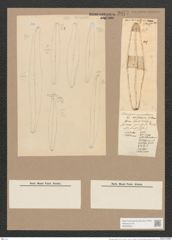 Pleurosigma rigidum W.Sm. (de-Toni-Nr.: Genus 13, Species 1013) Zeichnungen Sammlung Grunow Nr. 2077 (NHMW-BOT-W0368940)